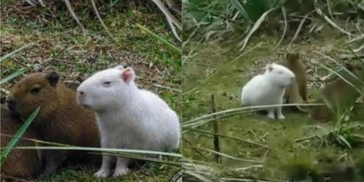 Murió el carpincho albino que se volvió viral en redes sociales