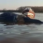 Apareció otra ballena muerta en Zárate y ya suman tres en dos semanas