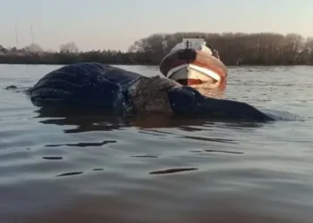 Apareció otra ballena muerta en Zárate y ya suman tres en dos semanas