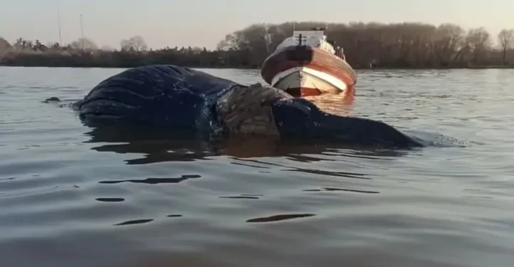 Apareció otra ballena muerta en Zárate y ya suman tres en dos semanas