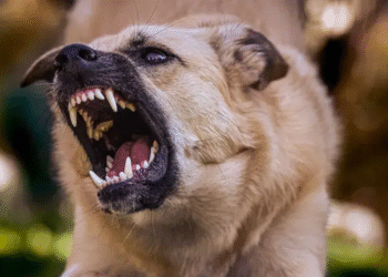 Perro familiar ataca a niña de 4 años en Jujuy y deja lesiones en su rostro