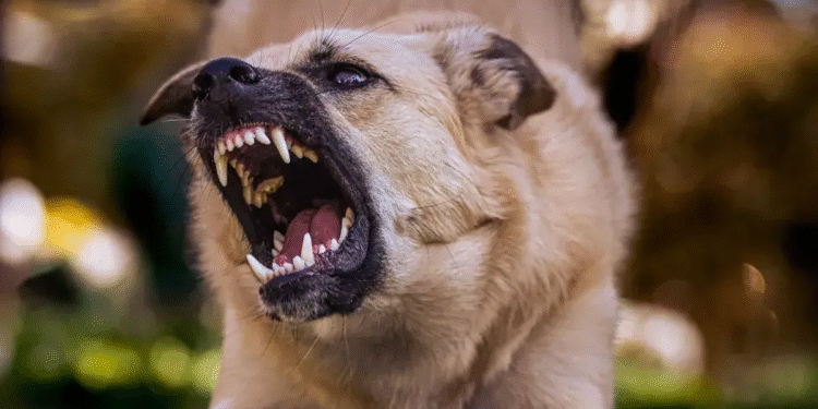 Perro familiar ataca a niña de 4 años en Jujuy y deja lesiones en su rostro