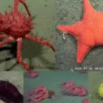 Conicet transmite en vivo la biodiversidad del fondo marino argentino