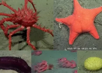 Conicet transmite en vivo la biodiversidad del fondo marino argentino