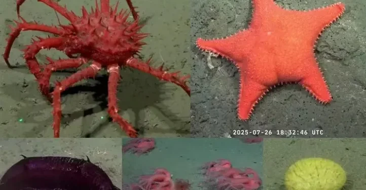 Conicet transmite en vivo la biodiversidad del fondo marino argentino