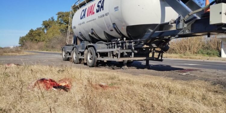 Camión embiste vacas en ruta provincial 47 y causa muerte de ocho animales