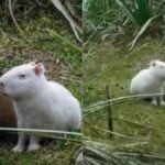 Científicos alertan por un carpincho albino hallado en Uruguay