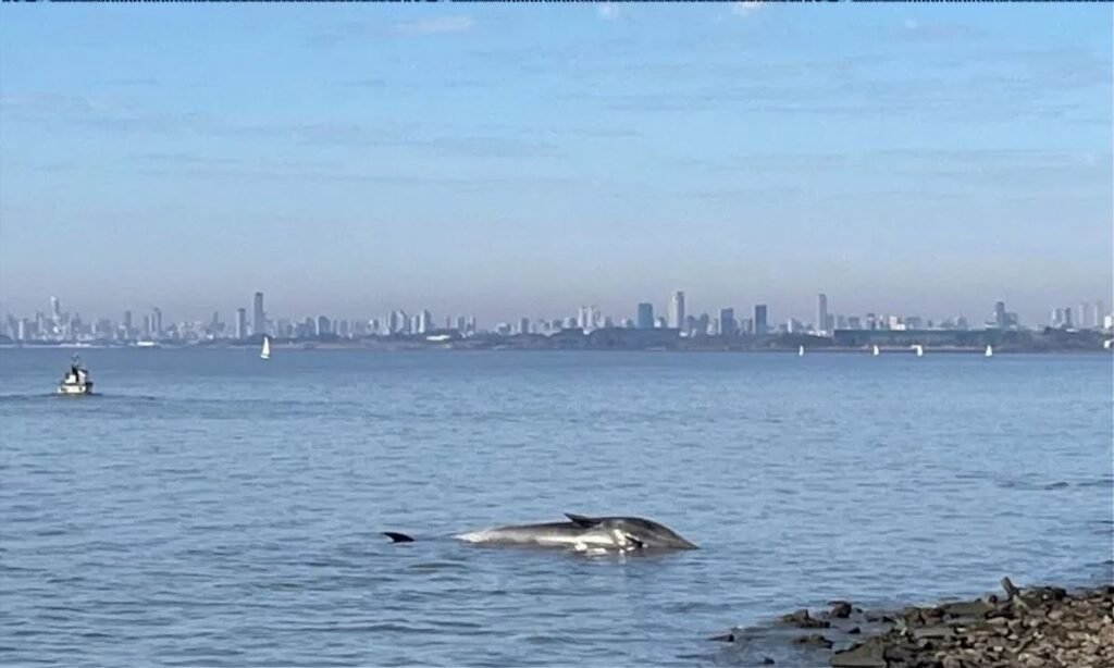 Ballena muerta sorprende a vecinos en Vicente López junto al Río de la Plata