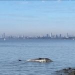 Ballena muerta sorprende a vecinos en Vicente López junto al Río de la Plata