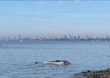 Ballena muerta sorprende a vecinos en Vicente López junto al Río de la Plata