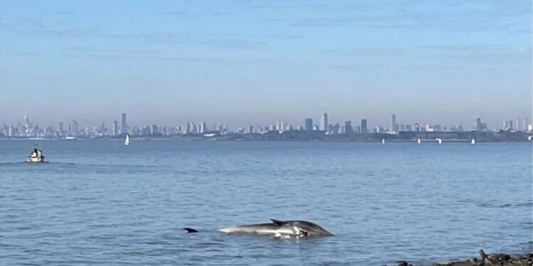 Ballena muerta sorprende a vecinos en Vicente López junto al Río de la Plata