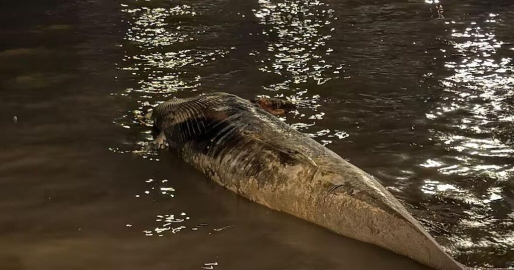 La Plata suma 1,75% de nuevos votantes y supera los 630.000 electores