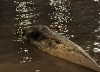 La Plata suma 1,75% de nuevos votantes y supera los 630.000 electores