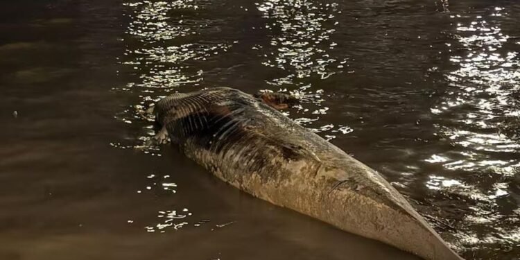 La Plata suma 1,75% de nuevos votantes y supera los 630.000 electores