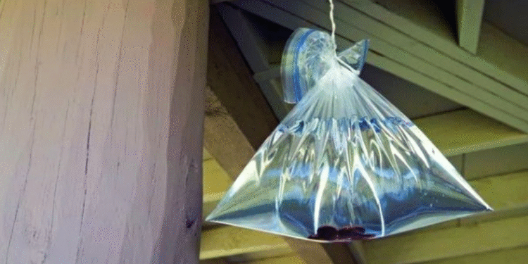 La bolsa con agua y monedas que muchos creen aleja a las moscas