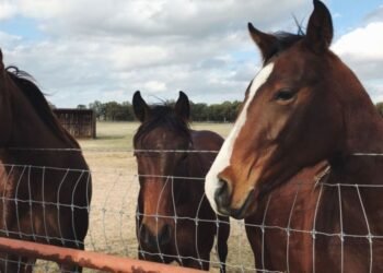 Hospital equino de Quilmes en crisis: realizan colecta para salvarlo