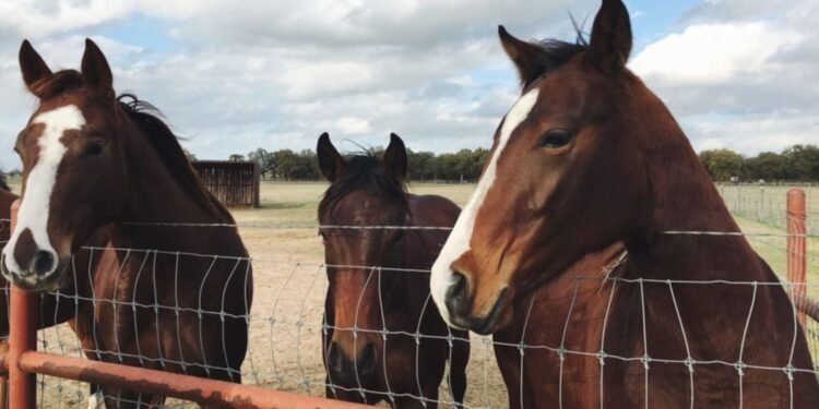 Hospital equino de Quilmes en crisis: realizan colecta para salvarlo