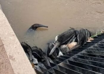 Organizaciones ambientales demandan al Estado por daños del Canal de la Patria