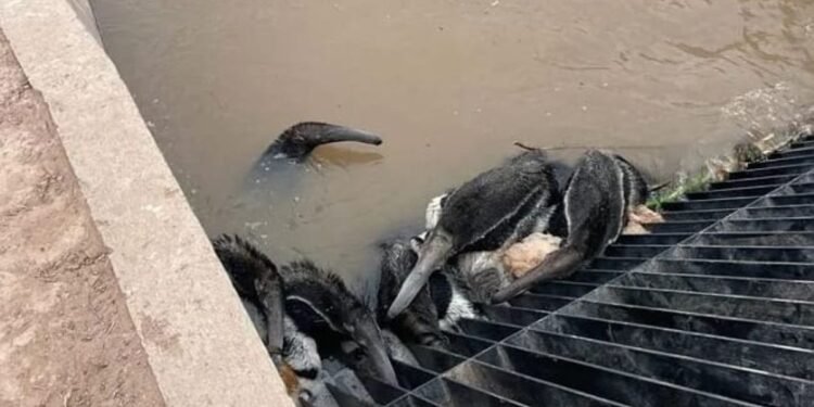 Organizaciones ambientales demandan al Estado por daños del Canal de la Patria