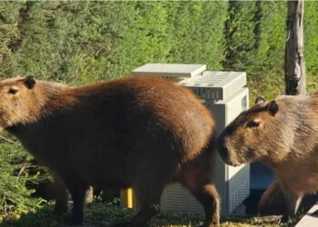 El Gobierno impulsa un plan para relocalizar carpinchos en zona norte