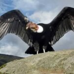 Día Internacional del Cóndor Andino: un llamado urgente por su conservación