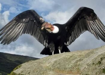 Día Internacional del Cóndor Andino: un llamado urgente por su conservación