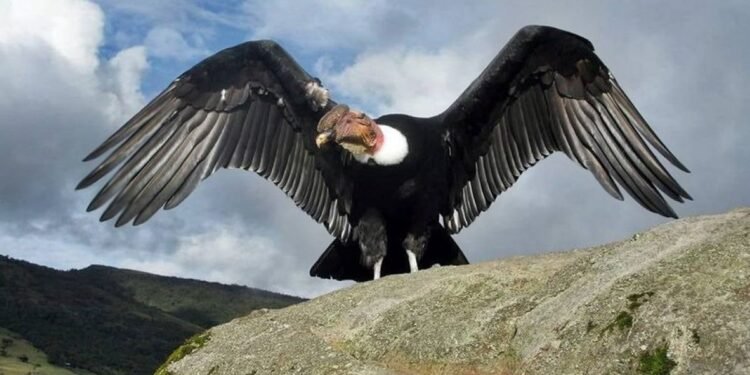 Día Internacional del Cóndor Andino: un llamado urgente por su conservación