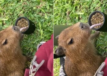 El video de Angie y su carpincho genera un debate viral en redes sociales