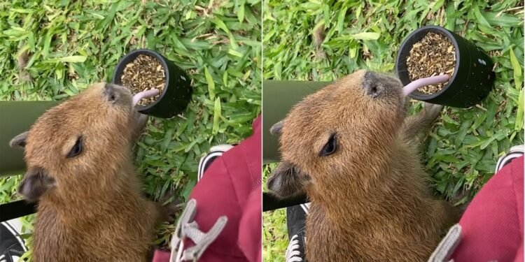 El video de Angie y su carpincho genera un debate viral en redes sociales