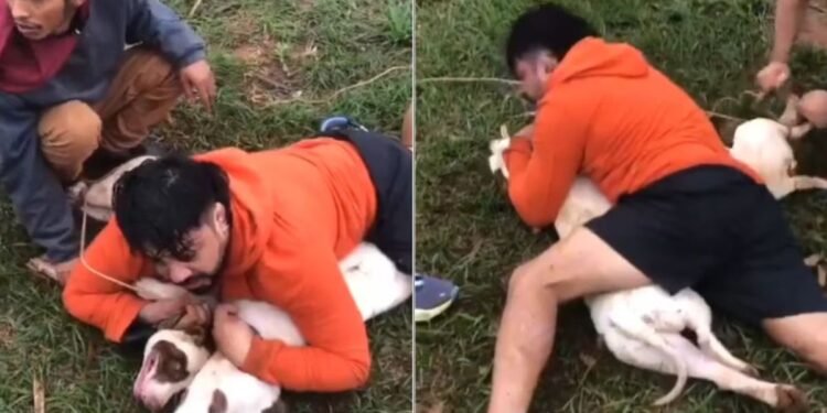 Instructor de artes marciales enfrenta y controla ataque de pitbulls en Brasil
