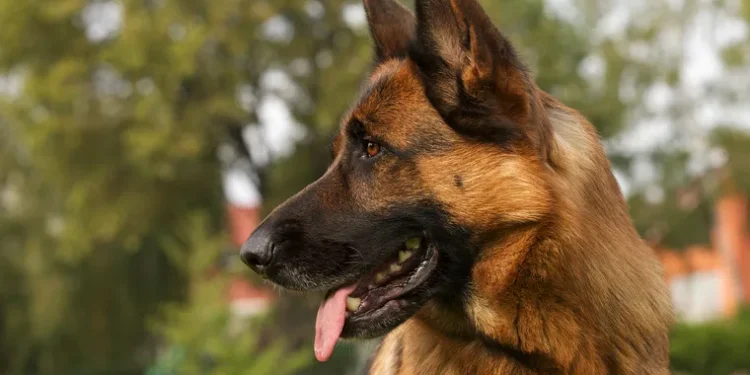 Tragedia en Córdoba: beba muere tras ataque de perro en su casa