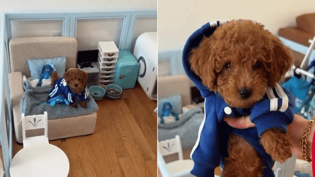Una joven crea un monoambiente para su perro y desata polémica online