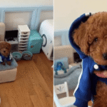 Una joven crea un monoambiente para su perro y desata polémica online