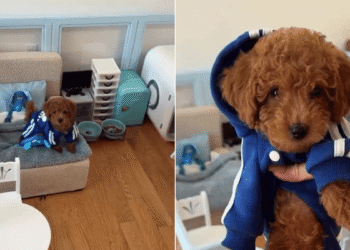 Una joven crea un monoambiente para su perro y desata polémica online