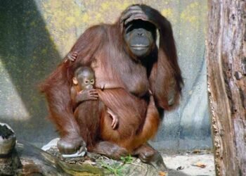 Conciencia mundial por la protección de orangutanes en peligro de extinción