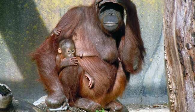 Conciencia mundial por la protección de orangutanes en peligro de extinción