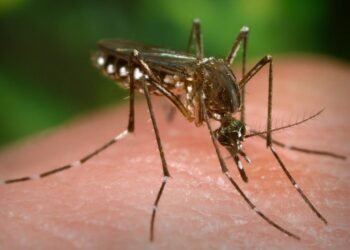 Día Mundial del Mosquito: alerta sobre el riesgo de enfermedades letales