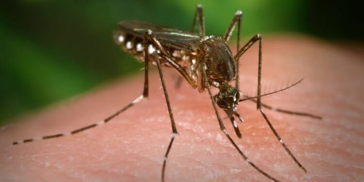 Día Mundial del Mosquito: alerta sobre el riesgo de enfermedades letales