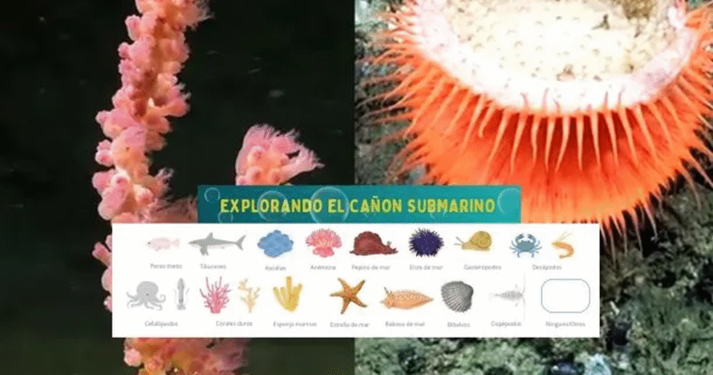 Científicos lanzan álbum digital tras éxito del streaming submarino en Mar del Plata
