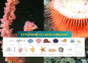 Científicos lanzan álbum digital tras éxito del streaming submarino en Mar del Plata