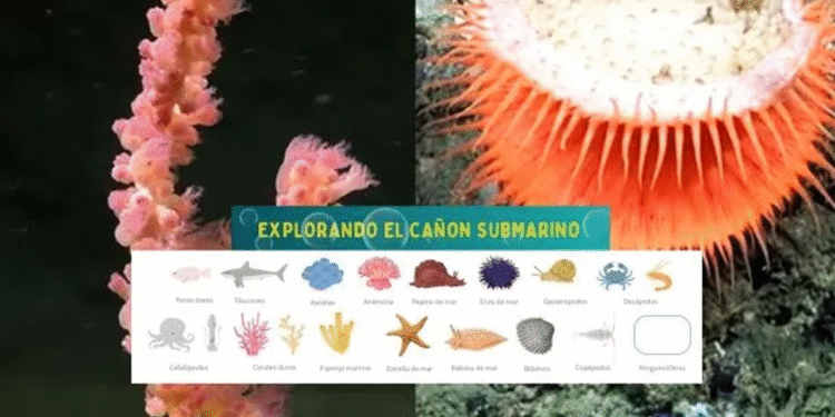 Científicos lanzan álbum digital tras éxito del streaming submarino en Mar del Plata