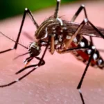 Brotes de chikungunya en China: más de 7.000 infectados en Guangdong