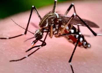 Brotes de chikungunya en China: más de 7.000 infectados en Guangdong