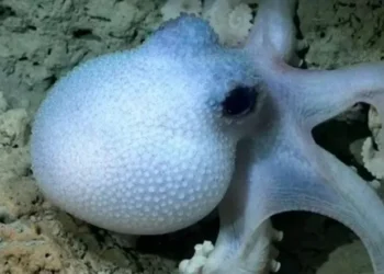 Investigadores del Conicet finalizan expedición en el Cañón Mar del Plata