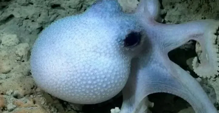 Investigadores del Conicet finalizan expedición en el Cañón Mar del Plata