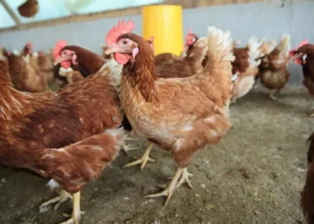 Argentina suspende exportaciones avícolas por caso de influenza aviar H5