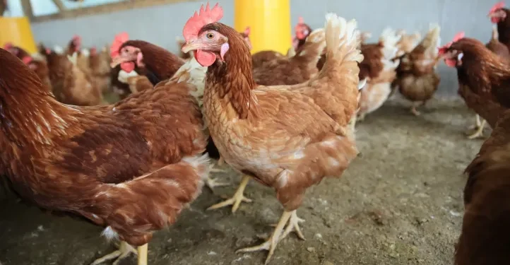 Argentina suspende exportaciones avícolas por caso de influenza aviar H5
