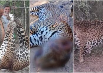 Justicia condena a tres hombres por matar a un yaguareté en Formosa