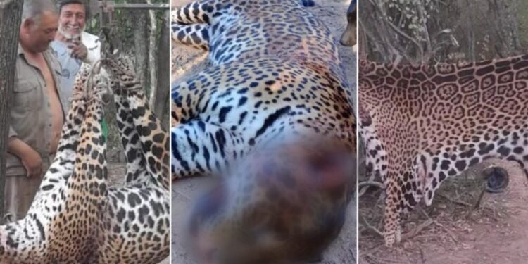 Justicia condena a tres hombres por matar a un yaguareté en Formosa