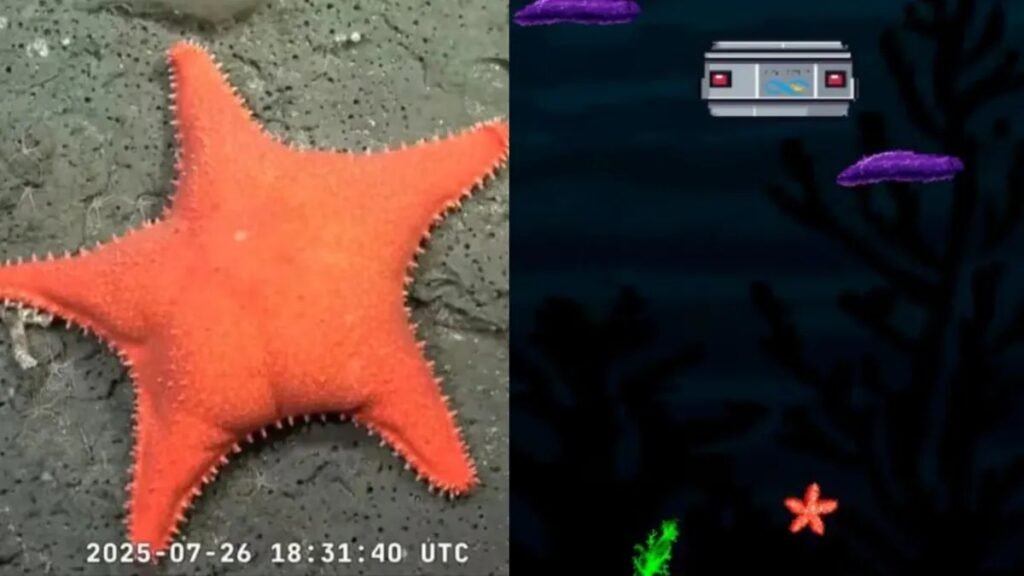 Conicet lanza "Talud Mar del Plata", un videojuego sobre ciencia y conservación